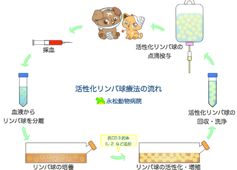 活性化リンパ球療法の流れ